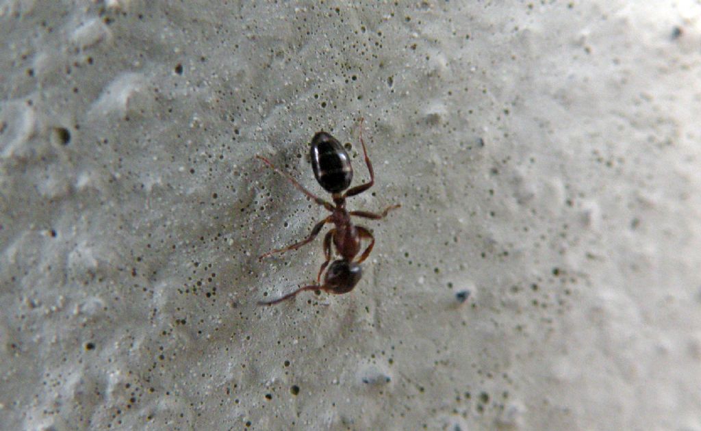 operaia minore di Camponotus truncatus - Reggio Emilia